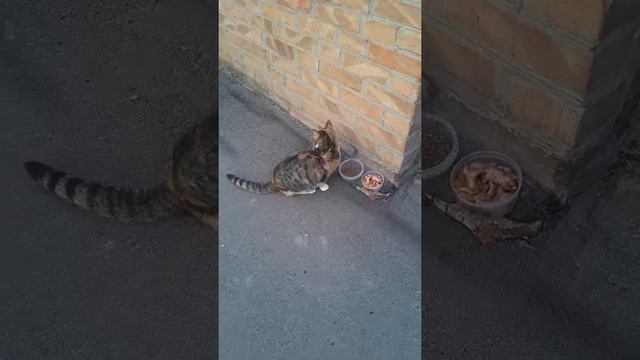 Пинкод. Кормление бездомных животных)) смотреть онлайн