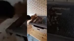 Шелушение кедровой шишки ручным способ в бытовых условиях