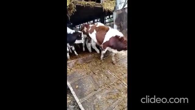 Инвестиции в сельское хозяйство в Крыму смотреть онлайн