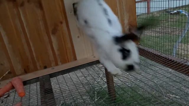 Калифорнийские- серебро растут быстрее и больше смотреть онлайн