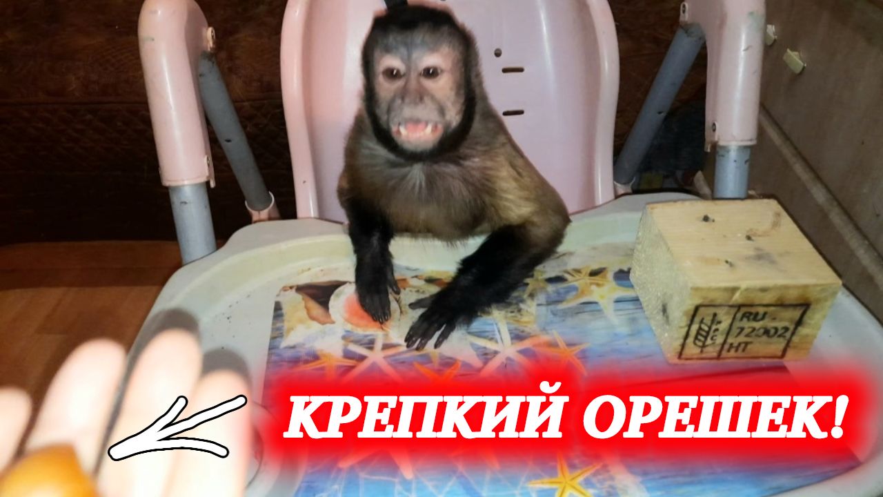 Капуцин домашний недовольный