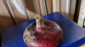 Ялтинский лук в средней полосе. Как вырастить ялтинский лук в средней полосе.