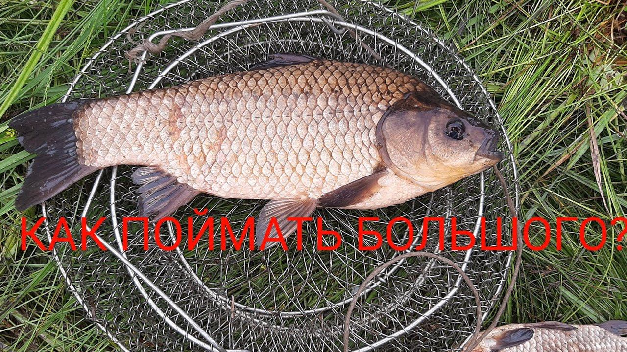 ДО ХОРОШЕГО УЛОВА ОДИН ШАГ. РЫБАЛКА В ЛУЖЕ ПОСЛЕ РАЗЛИВА. смотреть онлайн