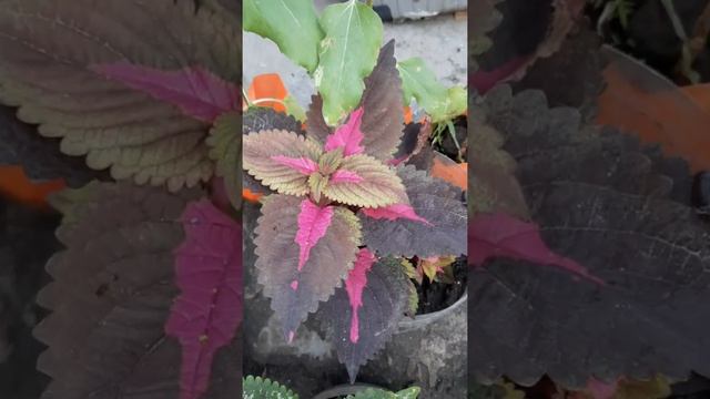 Mayana Plants "Coleus Blumei" #shorts video