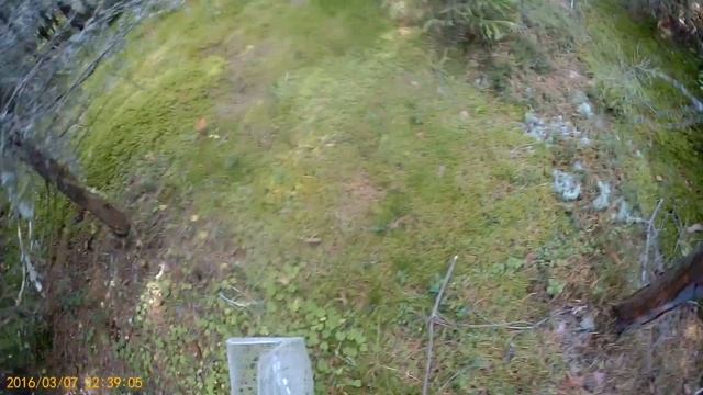 ЗА ГРИБАМИ В ЛЕС! Тихая охота на лисички. Ну и грибники... смотреть онлайн