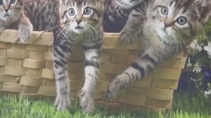 Котятки на фото шторах - фотожалюзи.mp4