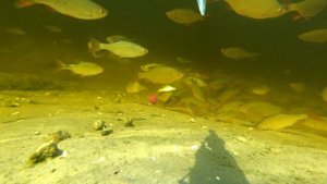 Реакция рыбы на рыболовный пластилин. Дельта волги, август 2021 г.