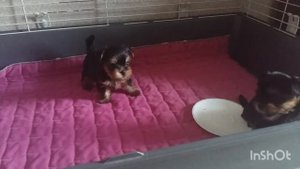 ЩЕНКАМ ЙОРКА 1 МЕСЯЦ?НЕ БОЛЬШАЯ ЗАРИСОВКА ИЗ НАШИХ БУДНЕЙ