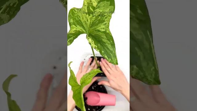 Черенкование сингониума Mottled Arrowhead 🪴#noartnomart #maplants #plants #растения #сингониум смотреть онлайн