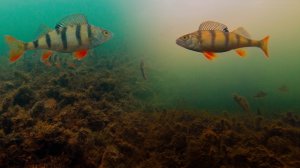 Челябинск, озеро Синеглазово, подледный окунь