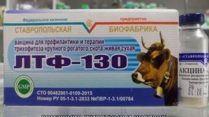 Вакцина ЛТФ 130 для КРС (применение)