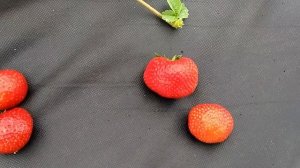 Новый сорт клубники Фейт, сравнение по вкусу и форме с сортом Сенсация