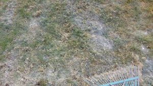 Борьба с плесенью на дачном  газоне.