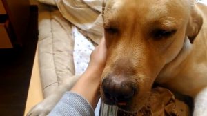 почему плачет это собака