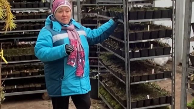 Как зимуют многолетние цветы в контейнерах