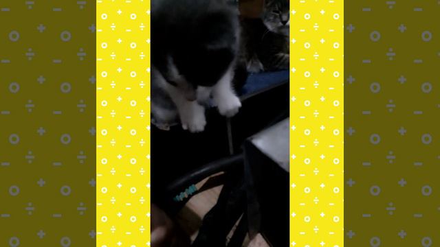 Котёнок Том! И его смешная не довольная бабушка) смотреть онлайн