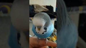 Попугай Гоша разговаривает. Он говорит : как дела Даня пришёл, привет, Гоша птичка