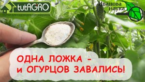 ОГУРЦОВ БУДЕТ МНОГО и ДОЛГО, если использовать это НЕ ЧУДО средство. Хватит и одной ложки!