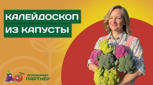 ОСОБЕННОСТИ ВЫРАЩИВАНИЯ ЦВЕТНОЙ КАПУСТЫ И БРОККОЛИ