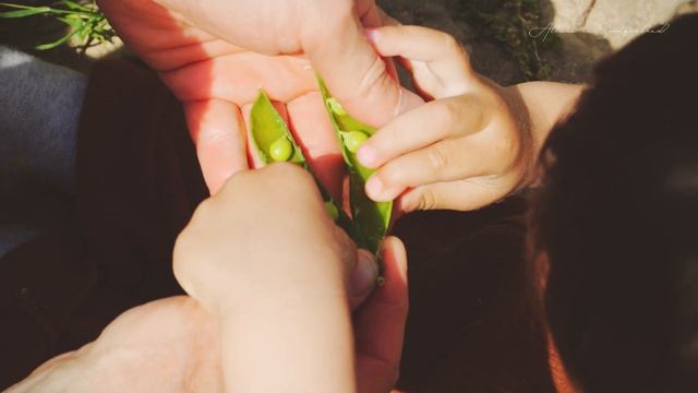 garden tour in may | relaxing the countryside garden, slow living смотреть онлайн