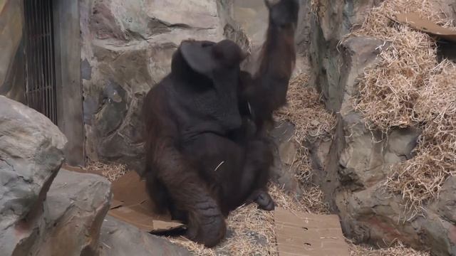 zoo nsk Мишель развлекает Бату 28 12 2020 смотреть онлайн