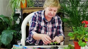 Как размножить герань? ? Размножение семенами и черенкование ? Мастер класс ? Акция hitsad.ru