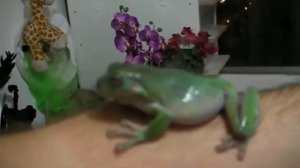 white tree frog, litoria caerulea