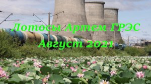 Лотосы Артем ГРЭС август 2021