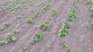 Окучивания картошки дисковым окучником.