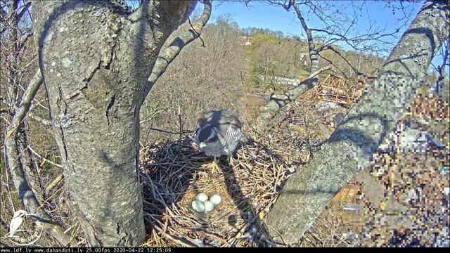 Boka ? Luī - ikdienas rutīna gaidot mazuļus. 22.04.2020 смотреть онлайн
