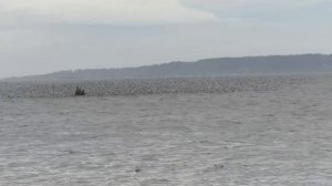 Чернозобик - Calidris alpina