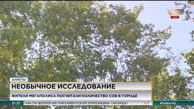 Алматинцы посчитали количество сов в городе