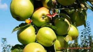 Яблоня колоновидная Президент (malus prezident) ? обзор: как сажать, саженцы яблони Президент