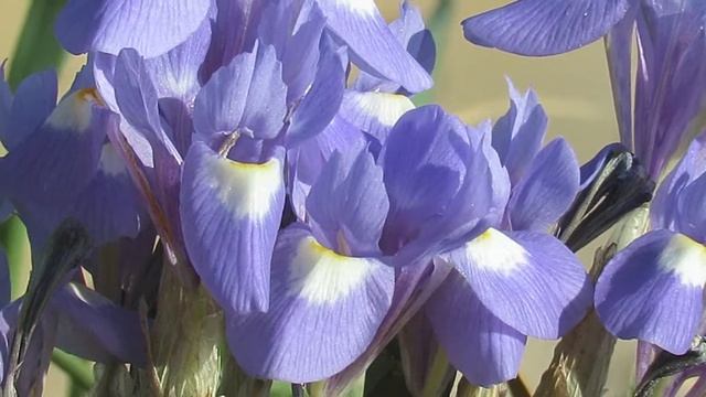 Flora do Parque Natural de Sintra-Cascais - Gynandriris sisyrinchium смотреть онлайн