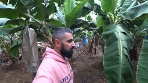 ТУРКИ УДИВИЛИ! КАК И ГДЕ РАСТУТ БАНАНЫ В АЛАНИИ. ЖИЗНЬ ИЗНУТРИ.