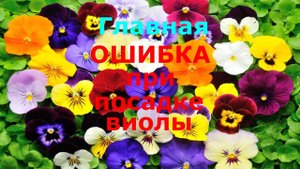 ГЛАВНАЯ ОШИБКА при посадке виолы (анютины глазки)!
