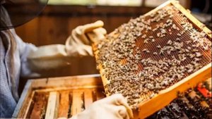 Пчелиный Подмор,польза и примининие.
