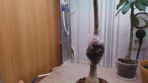 АДЕНИУМЫ. СНАЧАЛА КОРНИ, ПОТОМ ОБРЕЗКА . часть 2