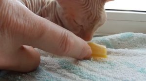 Спящий едок  ( Cat eats in his sleep ). mp4