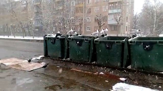 Офигевшие чайки 2020.04.12 смотреть онлайн