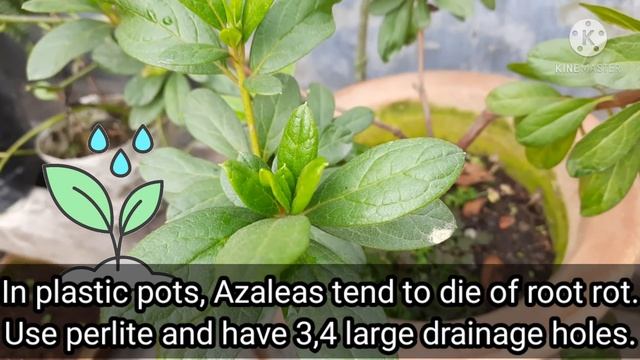 Azalea Care in Pots , Save Dying Azaleas ! How to care for Azaleas ! Azalea potting and fertilizin смотреть онлайн