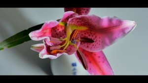 Stargazer Lily Blooming July 28 2015