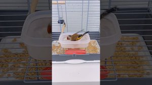 #содержание_щегла(часть1)