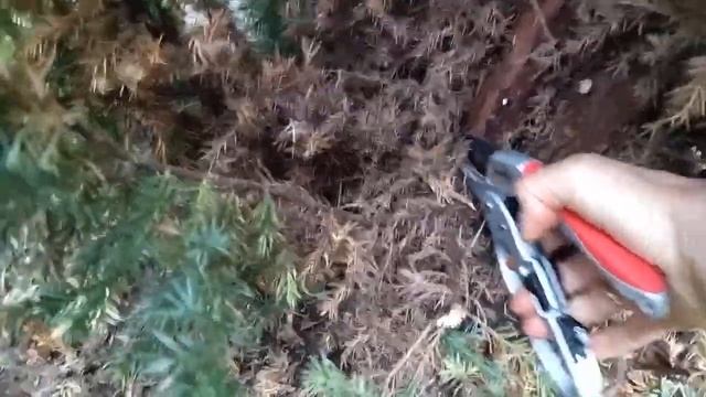 Постригли можжевельник Стрикта в форме КАПЛИ. Первая топиарная стрижка смотреть онлайн