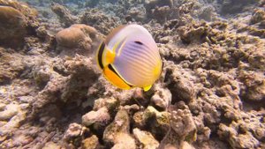 SANDIES Bathala Maldives, Snorkeling