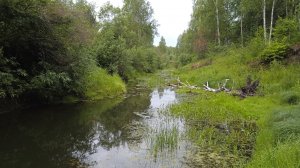 Тихая охота. В лес за первыми грибочками