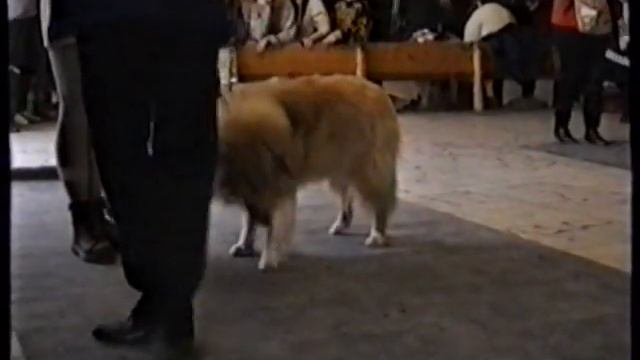 Выставка колли и шелти Фауна-96, Москва, эксп. A.Staniland (GB),часть 1-я смотреть онлайн