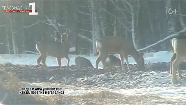 В Свердловской области отмечен прирост поголовья диких животных и птиц смотреть онлайн