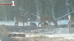 В Свердловской области отмечен прирост поголовья диких животных и птиц
