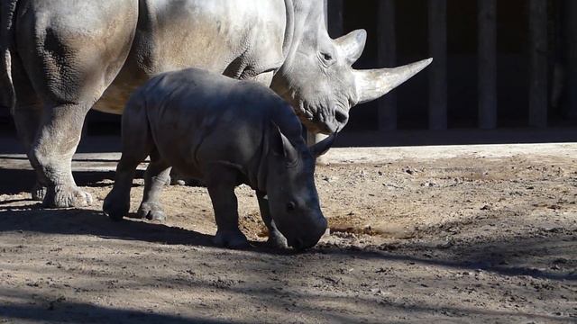 Baby Nashorn Paco im Zoo Augsburg. смотреть онлайн